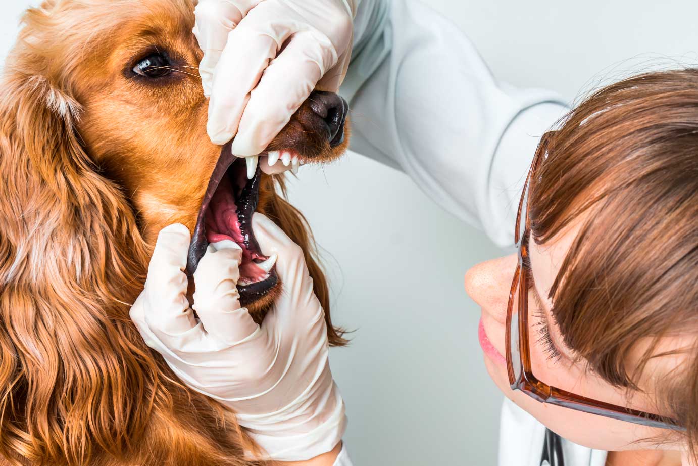odontologia-higiene-bucal-mascotas