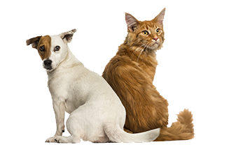 home_noti Inicio, València Veterinaris