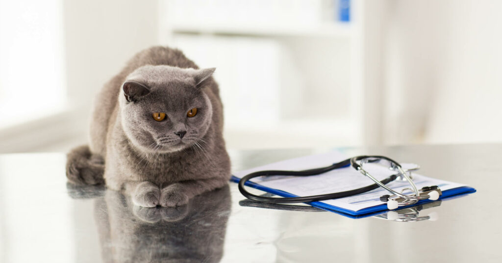 gato gris en el veterinario