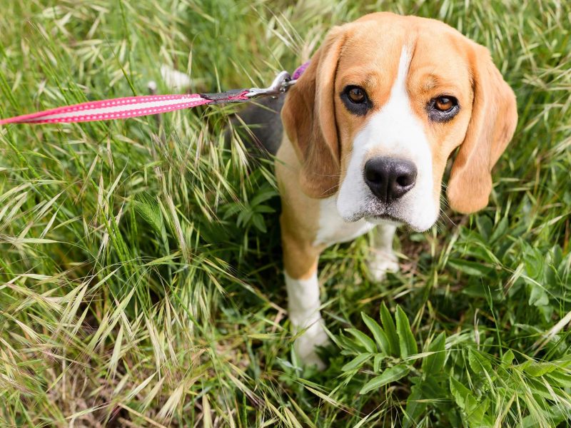 bonito perro beagle en parque